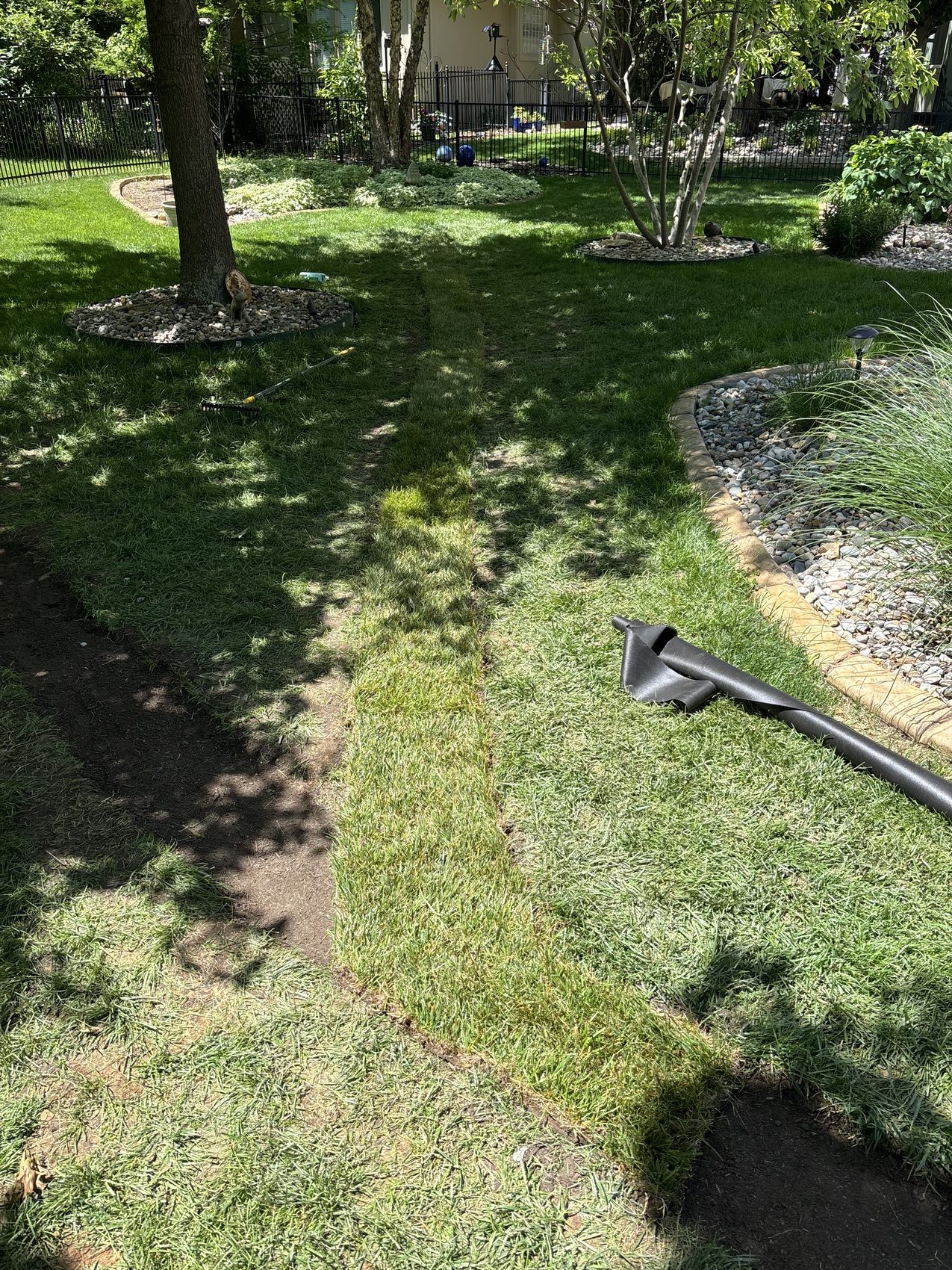 Restored lawn over a buried drain line